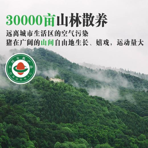 【直送到家】巴马香猪(半只)70斤 分割装 鲜肉冷链 ，脂肪不油腻，瘦肉不柴，吃起来柔软有弹性 商品图4