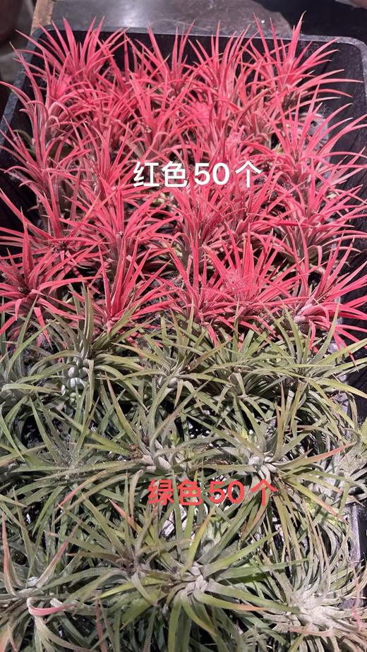 空气凤梨 商品图0