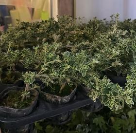 六月雪小盆栽