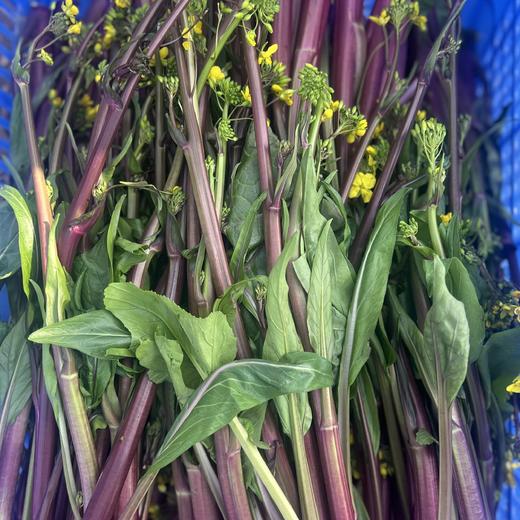 生态红菜苔 | 绿家自产 * Ecological red choy sum | In-House Production 商品图0