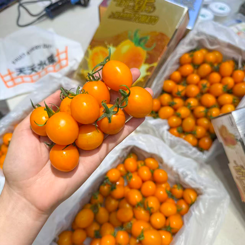 香芒皇后黄千禧 爆汁高糖小番茄