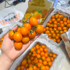 香芒皇后黄千禧 爆汁高糖小番茄