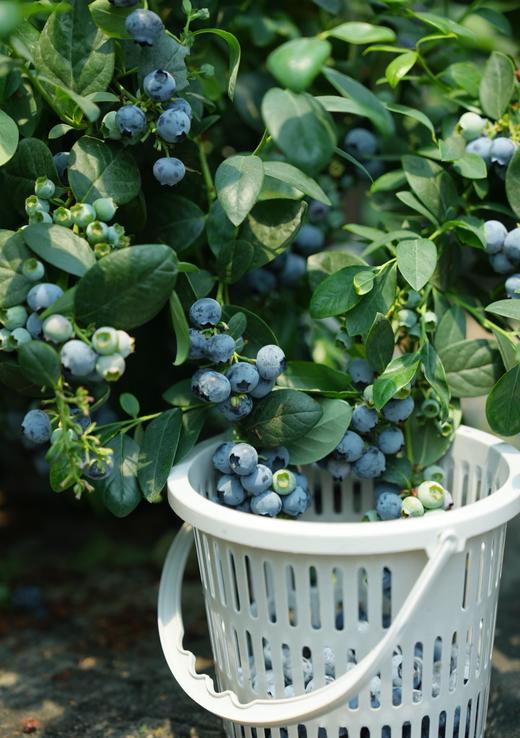 云南高山蓝莓L11（250g/ 500g/800g） 商品图3