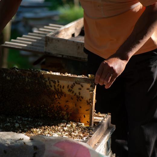 山季秦岭中蜂蜜 商品图2