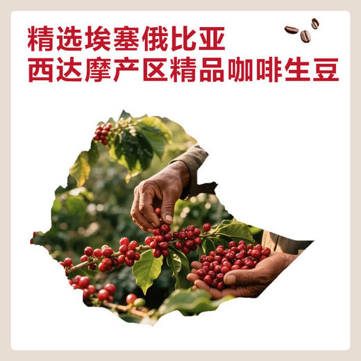 【自提】M 埃塞西达摩挂耳咖啡300g 商品图2