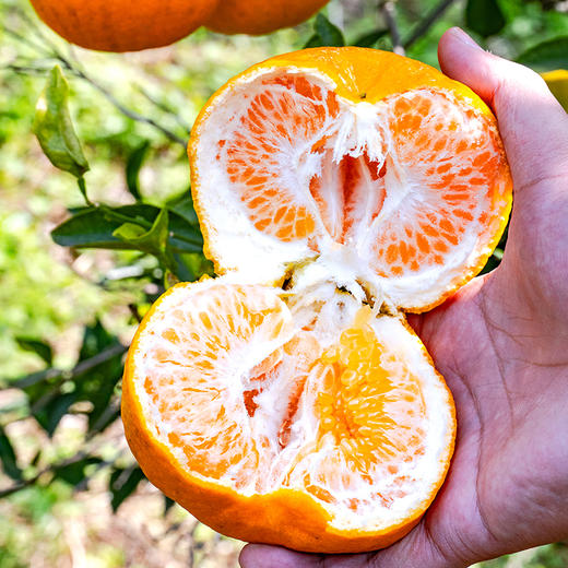 四川眉山春见耙耙柑 商品图1