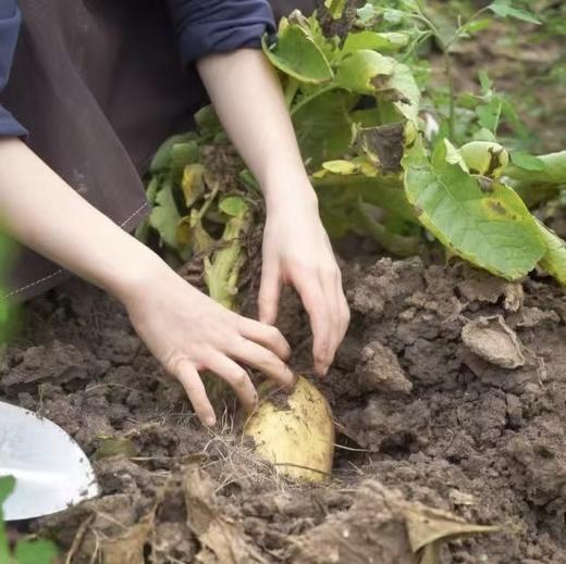 三月活动｜有机树屋共建招募 | Farm activities 商品图10