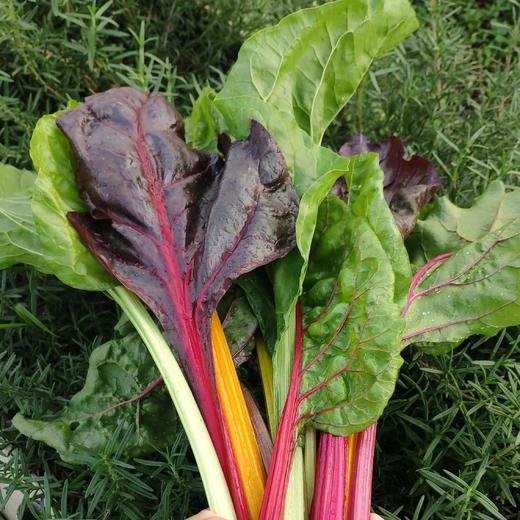 生态莙荙菜 | 绿家自产*ecological Swiss chard | Self-production 商品图0