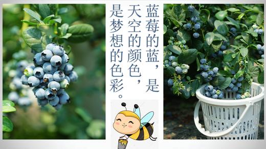 云南高山蓝莓L25花香蓝莓（400g  /800g） 商品图1