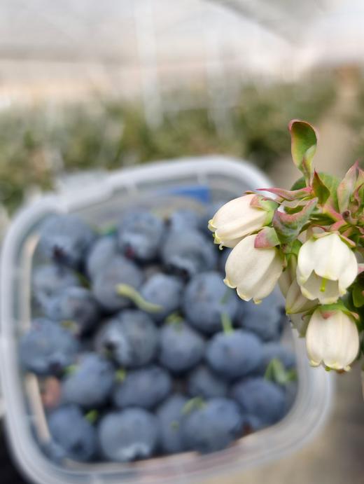 云南高山蓝莓L11（250g/ 500g/800g） 商品图4