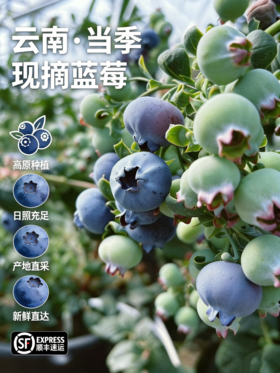 云南高山蓝莓L25花香蓝莓（400g  /800g）
