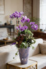 紫气东来-紫陶盆马卡龙蝴蝶兰紫 商品缩略图0