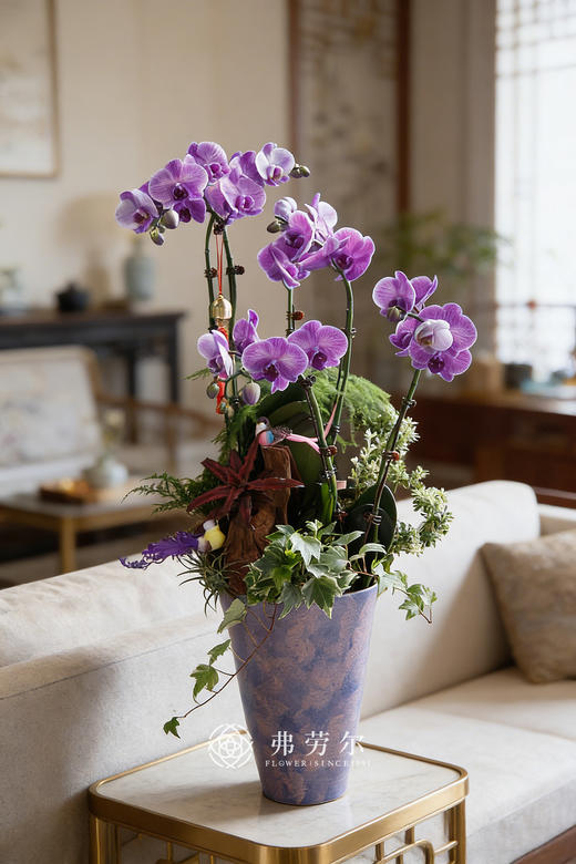 紫气东来-紫陶盆马卡龙蝴蝶兰紫 商品图0