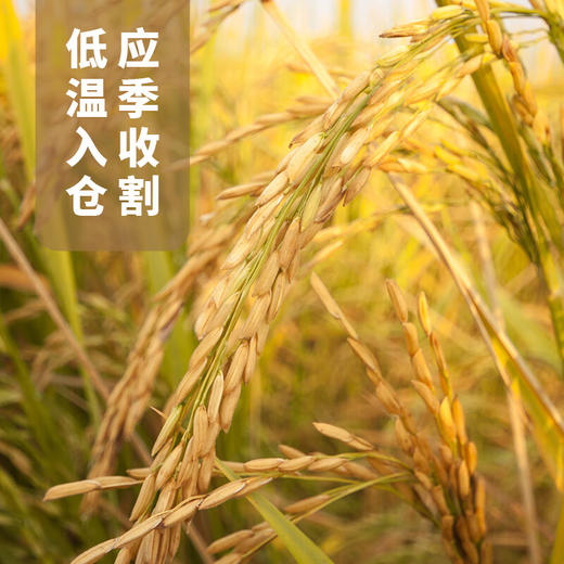 【严选】荆楚粮油【江汉大米】国福匠心甄选慢生米当季新米南方米软糯香甜5kg/袋 商品图1