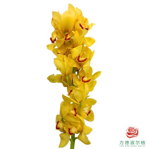 大花蕙兰-岁月 商品图0