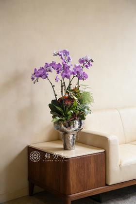 马上富贵-粉盆马卡龙蝴蝶兰紫