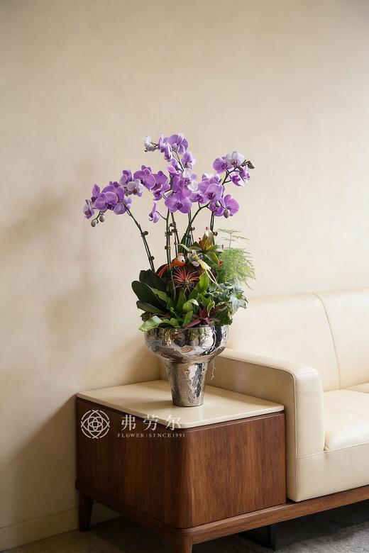 马上富贵-粉盆马卡龙蝴蝶兰紫 商品图0