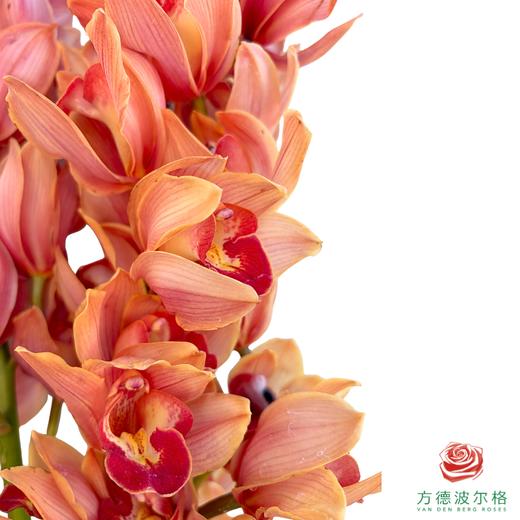 大花蕙兰-梦境 商品图1