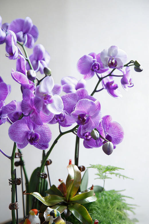 紫气东来-紫陶盆马卡龙蝴蝶兰紫 商品图2