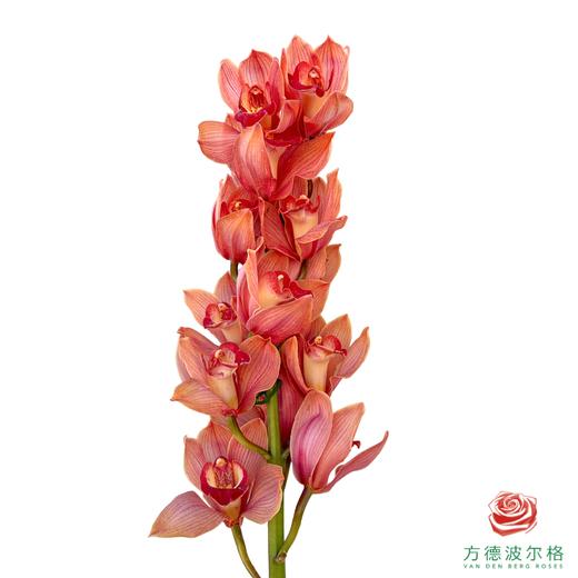 大花蕙兰-梦境 商品图0