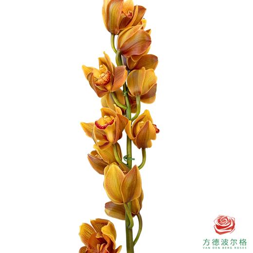 大花蕙兰-复古橙色 商品图0