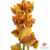 大花蕙兰-复古橙色 商品缩略图1