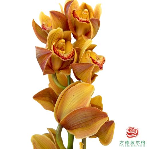 大花蕙兰-复古橙色 商品图1