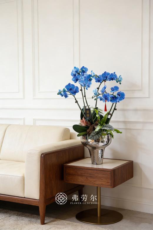 马上暴富-银盆马卡龙蝴蝶兰蓝 商品图0