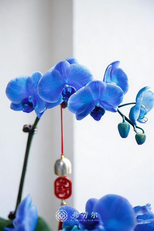 马上暴富-银盆马卡龙蝴蝶兰蓝 商品图1