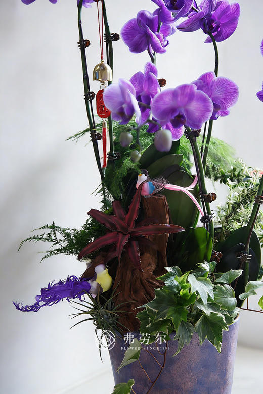 紫气东来-紫陶盆马卡龙蝴蝶兰紫 商品图1