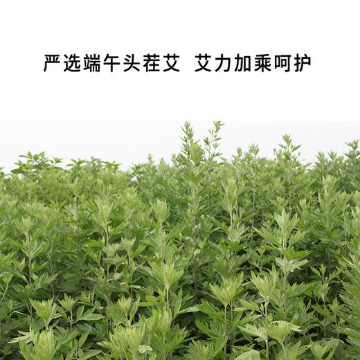 正安 艾草足浴饼 蕲春蕲艾泡脚足浴 10个/盒 商品图4