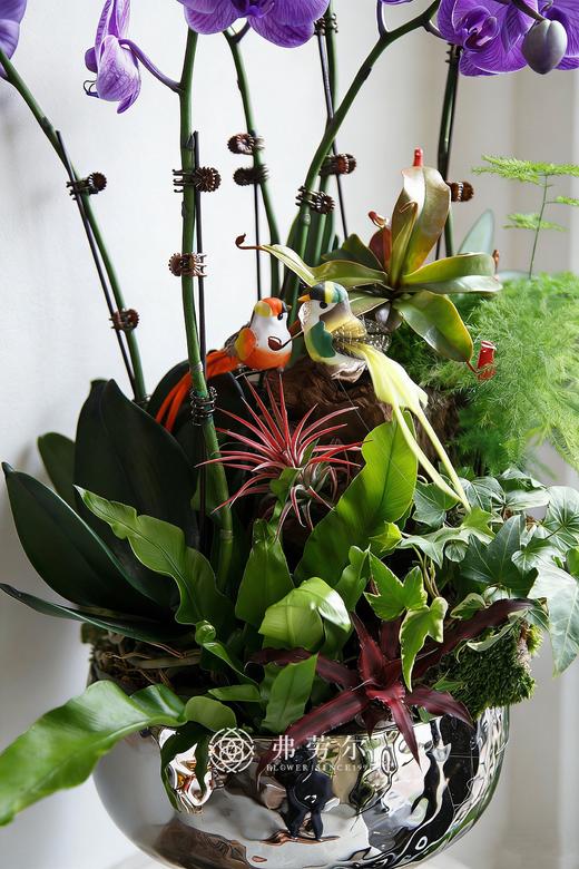 马上富贵-粉盆马卡龙蝴蝶兰紫 商品图1