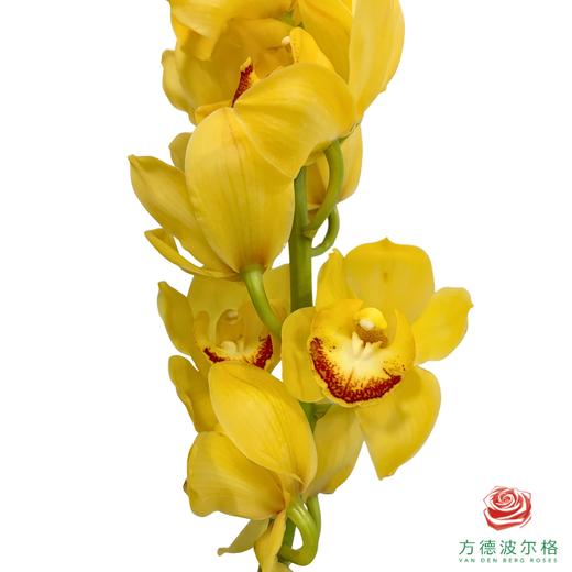 大花蕙兰-岁月 商品图1