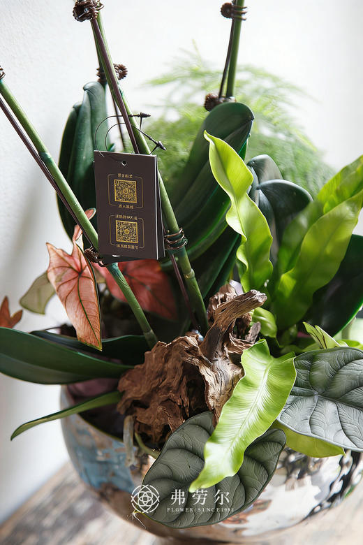 马上暴富-银盆马卡龙蝴蝶兰蓝 商品图2