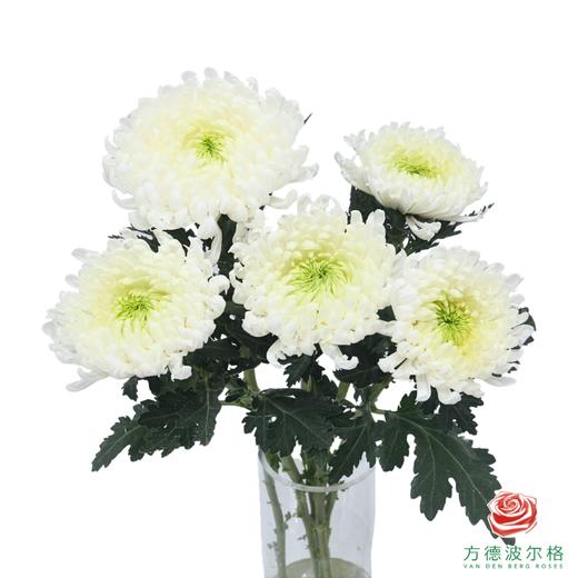 VDB多头小菊-白月影 5枝/扎 商品图0
