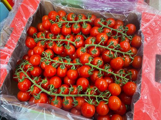 串番茄一箱 商品图0