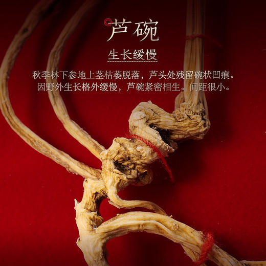 20年以上长白山野山参礼盒（6g-8g/盒） 商品图1