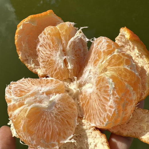 【云南沃柑】酸甜多汁 皮薄肉厚 肉质细腻 水分充足 清香四溢 给你一口爆汁的诱惑 4种规格任选 商品图3