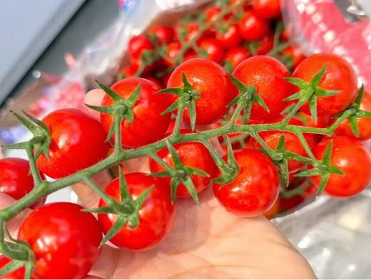 串番茄一箱 商品图2