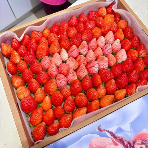 大盒草莓 香甜多汁 十年合作基地口感稳稳的 商品图7