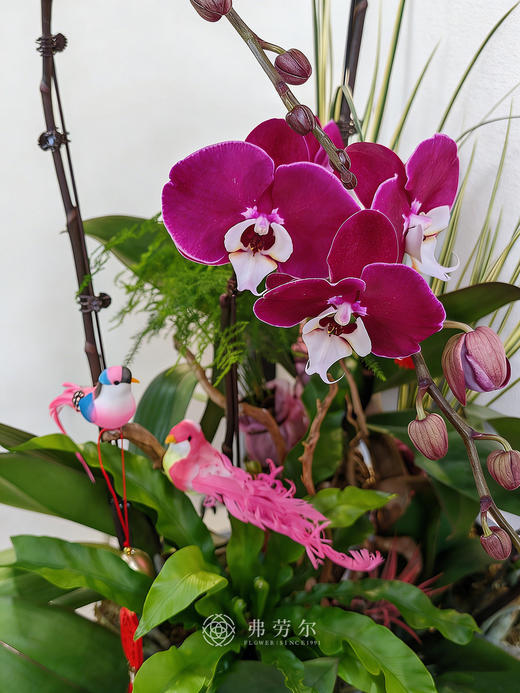 一马当先-黑色花盆蝴蝶兰 商品图2