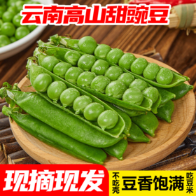 【新鲜带壳青豌豆】新鲜豌豆 云南高原带壳青豌豆 脆甜水果 豌豆荚 现摘现发 新鲜蔬菜 2种规格任选