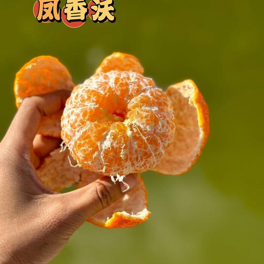 【云南沃柑】酸甜多汁 皮薄肉厚 肉质细腻 水分充足 清香四溢 给你一口爆汁的诱惑 4种规格任选 商品图10