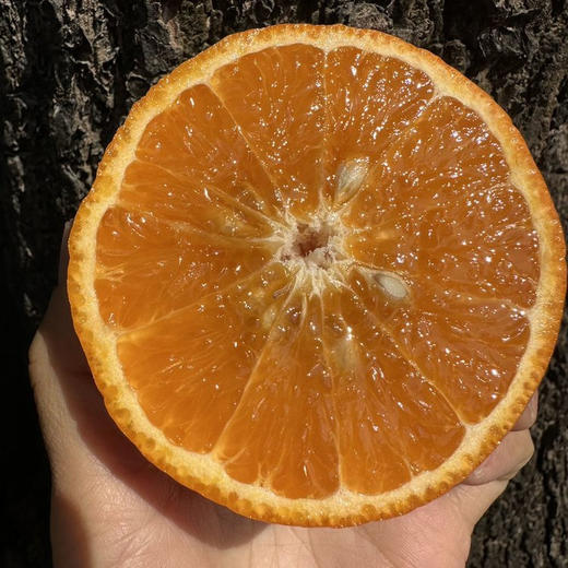 【云南沃柑】酸甜多汁 皮薄肉厚 肉质细腻 水分充足 清香四溢 给你一口爆汁的诱惑 4种规格任选 商品图1