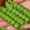 【新鲜带壳青豌豆】新鲜豌豆 云南高原带壳青豌豆 脆甜水果 豌豆荚 现摘现发 新鲜蔬菜 2种规格任选 商品缩略图6