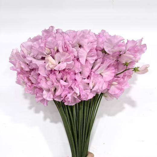 3月14日粉色豌豆花-50支易损花材，联系客服拍照发货发出没有售后 商品图0