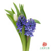 风信子+郁金香小样装  5枝1扎  （风信子2枝+郁金香2枝，长度20公分，品种随机） 商品缩略图1