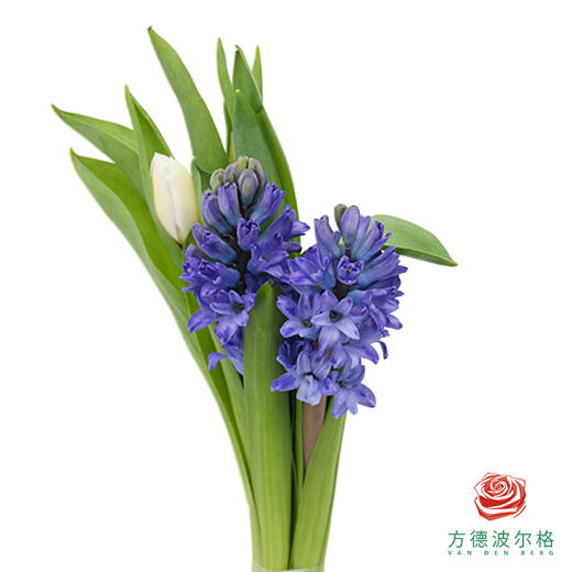 风信子+郁金香小样装  5枝1扎  （风信子2枝+郁金香2枝，长度20公分，品种随机） 商品图1