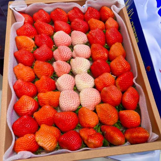 大盒草莓 香甜多汁 十年合作基地口感稳稳的 商品图3