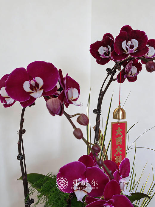 一马当先-黑色花盆蝴蝶兰 商品图1